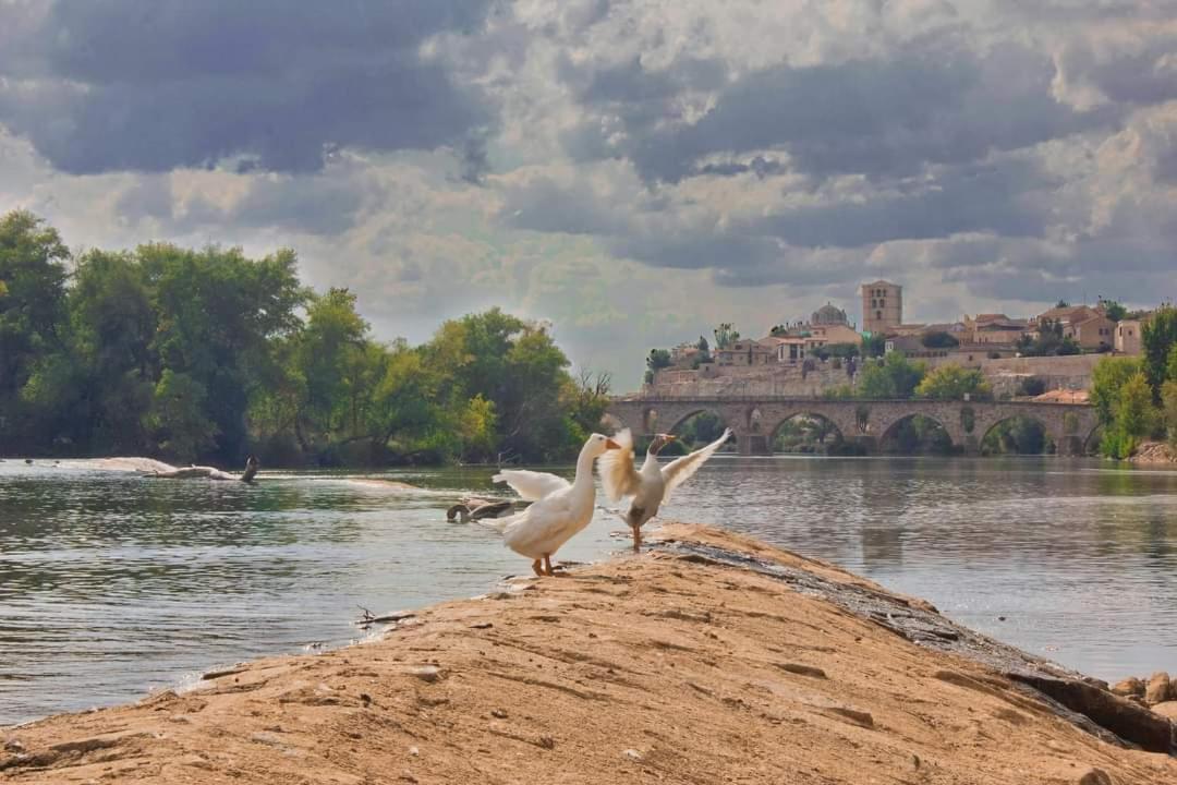 A Los Ojos Del Rio Duero Lägenhet Zamora Exteriör bild